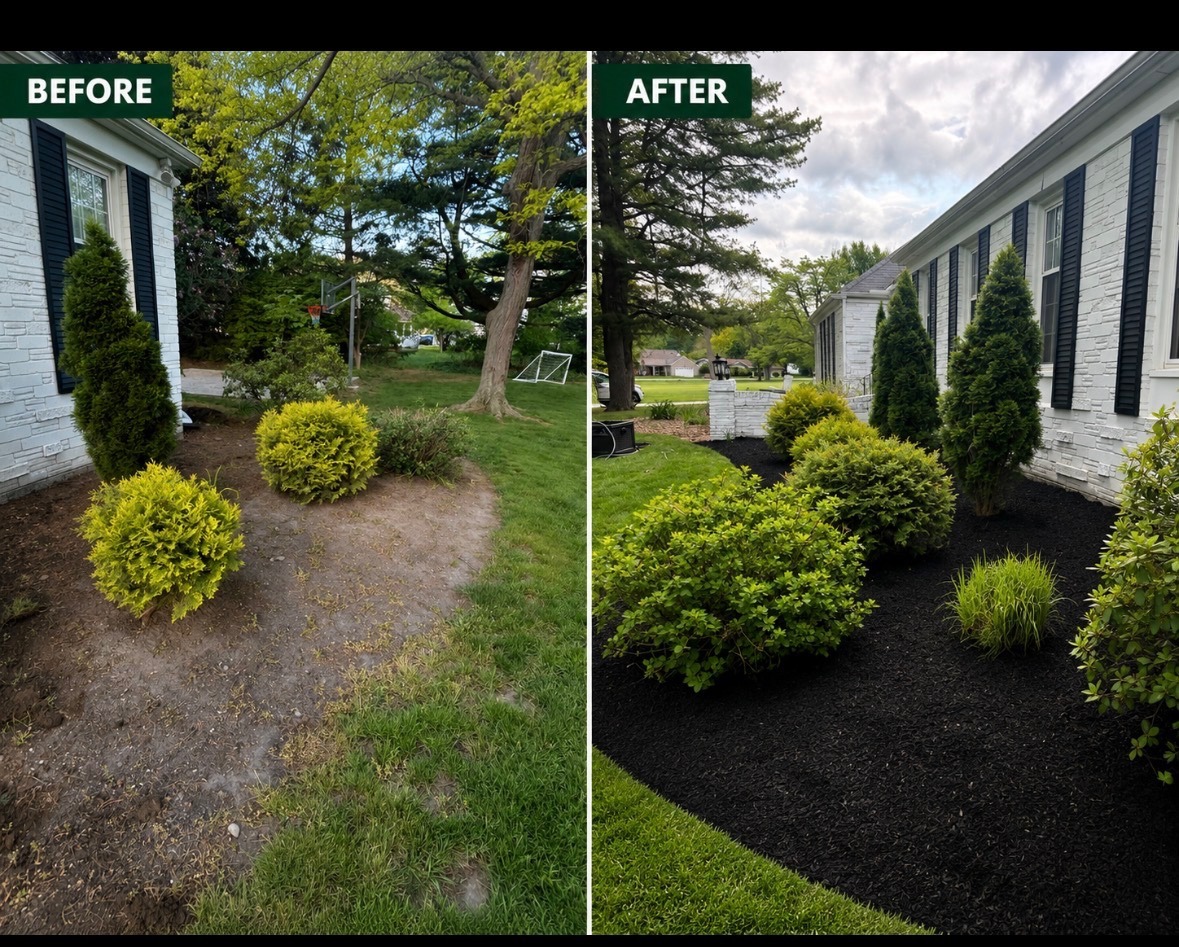 Before and after view of a landscaped bed with fresh black mulch.