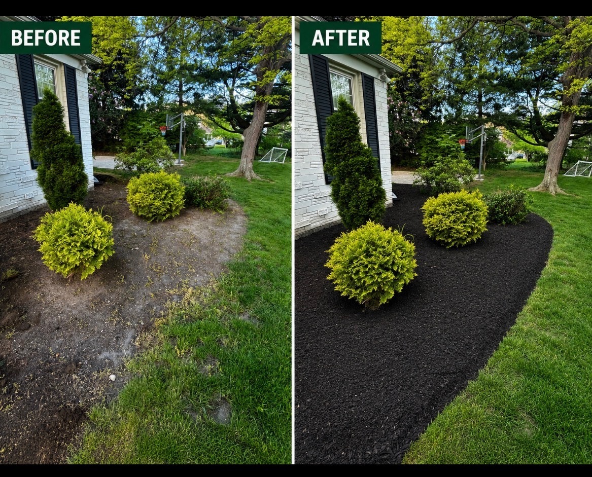 Before and after view of a front bed cleaned up with fresh mulch.